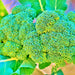 Broccoli, Green Calabrese, - BoxGardenSeedsLLC -Broccoli,Cauliflower - Seeds