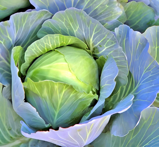 Copenhagen Market, Cabbage, -- BoxGardenSeedsLLC -Cabbage, Kale - Seeds