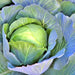 Copenhagen Market, Cabbage, - BoxGardenSeedsLLC -Cabbage, Kale - Seeds