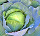 Copenhagen Market, Cabbage, -- BoxGardenSeedsLLC -Cabbage, Kale - Seeds