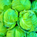 Copenhagen Market, Cabbage, - BoxGardenSeedsLLC -Cabbage, Kale - Seeds