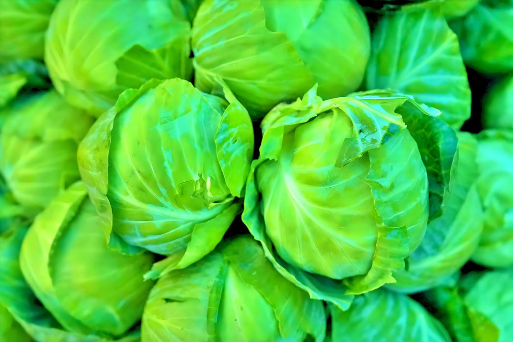 Copenhagen Market, Cabbage, - BoxGardenSeedsLLC -Cabbage, Kale - Seeds