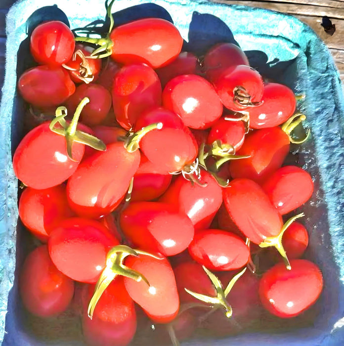 Baby Roma, Tomato, -- BoxGardenSeedsLLC -Tomatoes,Tomatillos - Seeds