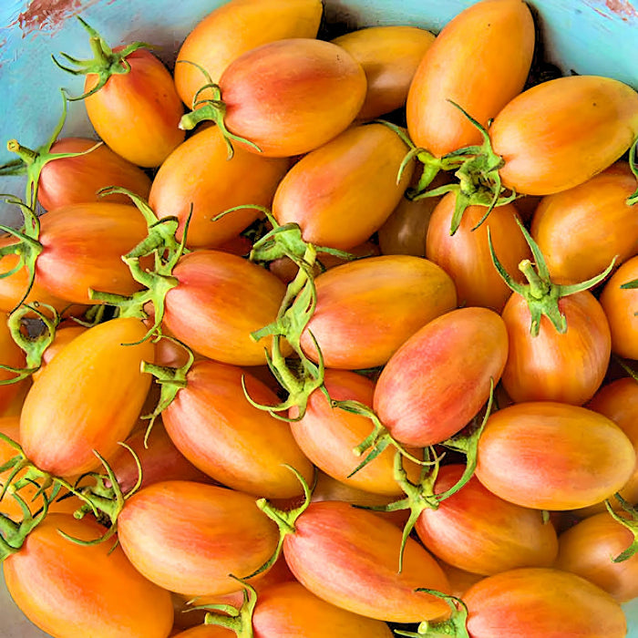 Blush, Tomato, -- BoxGardenSeedsLLC -Abundant Stock SALE - Seeds