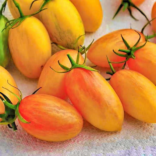 Blush, Tomato, -- BoxGardenSeedsLLC -Abundant Stock SALE - Seeds