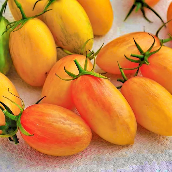 Blush, Tomato, -- BoxGardenSeedsLLC -Abundant Stock SALE - Seeds