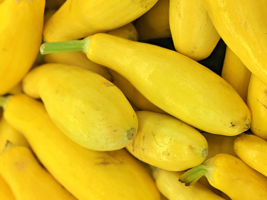 Early Prolific Straightneck, Summer Squash, -- BoxGardenSeedsLLC -Squash,Pumpkins - Seeds