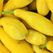 Early Prolific Straightneck, Summer Squash, - BoxGardenSeedsLLC -Squash,Pumpkins - Seeds