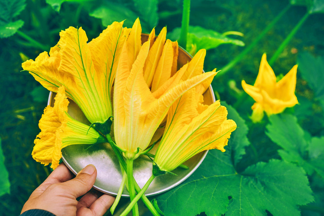 Early Prolific Straightneck, Summer Squash, -- BoxGardenSeedsLLC -Squash,Pumpkins - Seeds