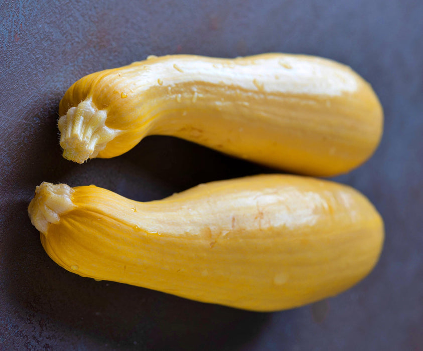 Early Prolific Straightneck, Summer Squash, -- BoxGardenSeedsLLC -Squash,Pumpkins - Seeds