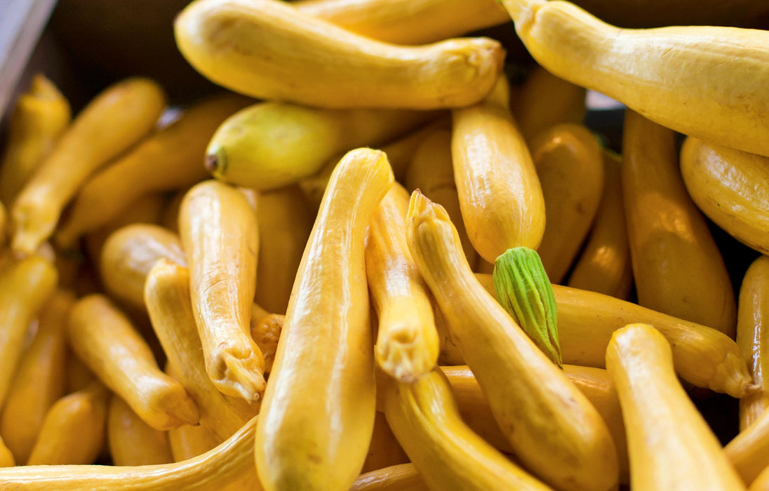 Early Prolific Straightneck, Summer Squash, - BoxGardenSeedsLLC -Squash,Pumpkins - Seeds