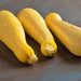 Early Prolific Straightneck, Summer Squash, - BoxGardenSeedsLLC -Squash,Pumpkins - Seeds