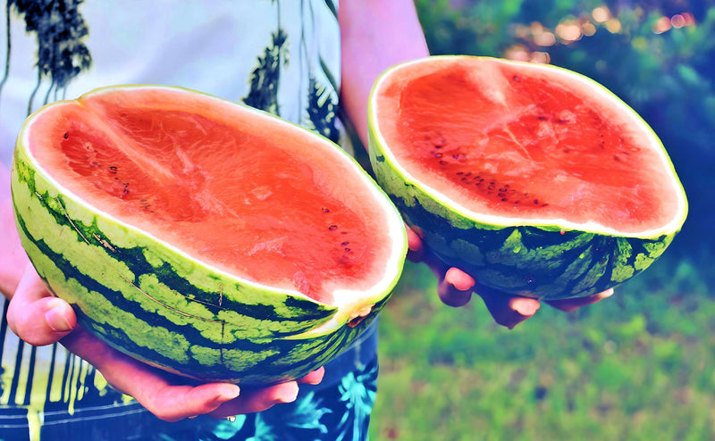 Dixie Queen, Watermelon - BoxGardenSeedsLLC - Melons, Cantaloupe - Seeds - USA Seller, Thank you for shopping here today, Naturally Grown GMO Free Seeds, Heirloom Open Pollinated Seeds, Fresh Top Quality Premium Seeds