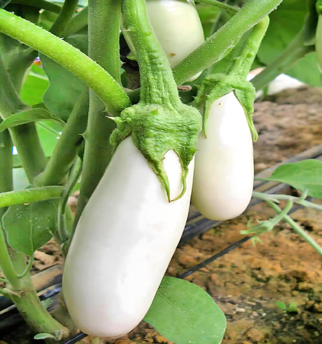 Snowy, Eggplant - BoxGardenSeedsLLC -Peppers,Eggplants - Seeds