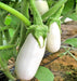 Snowy, Eggplant - BoxGardenSeedsLLC - Peppers,Eggplants - Seeds - USA Seller, Thank you for shopping here today, Naturally Grown GMO Free Seeds, Heirloom Open Pollinated Seeds, Fresh Top Quality Premium Seeds