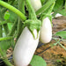 Snowy, Eggplant - BoxGardenSeedsLLC -Peppers,Eggplants - Seeds