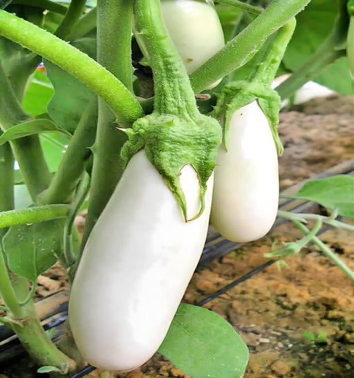 Snowy, Eggplant, - BoxGardenSeedsLLC -Peppers,Eggplants - Seeds