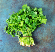 Cilantro (Coriander), Rak Tamachat - BoxGardenSeedsLLC - Culinary/Medicinal Herbs - Seeds - USA Seller, Thank you for shopping here today, Naturally Grown GMO Free Seeds, Heirloom Open Pollinated Seeds, Fresh Top Quality Premium Seeds, Fresh Heirloom Open Pollinated Seeds