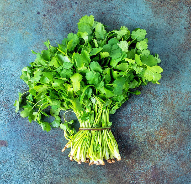 Cilantro (Coriander), Rak Tamachat, -- BoxGardenSeedsLLC -Culinary/Medicinal Herbs - Seeds