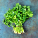 Cilantro (Coriander), Rak Tamachat, - BoxGardenSeedsLLC -Culinary/Medicinal Herbs - Seeds