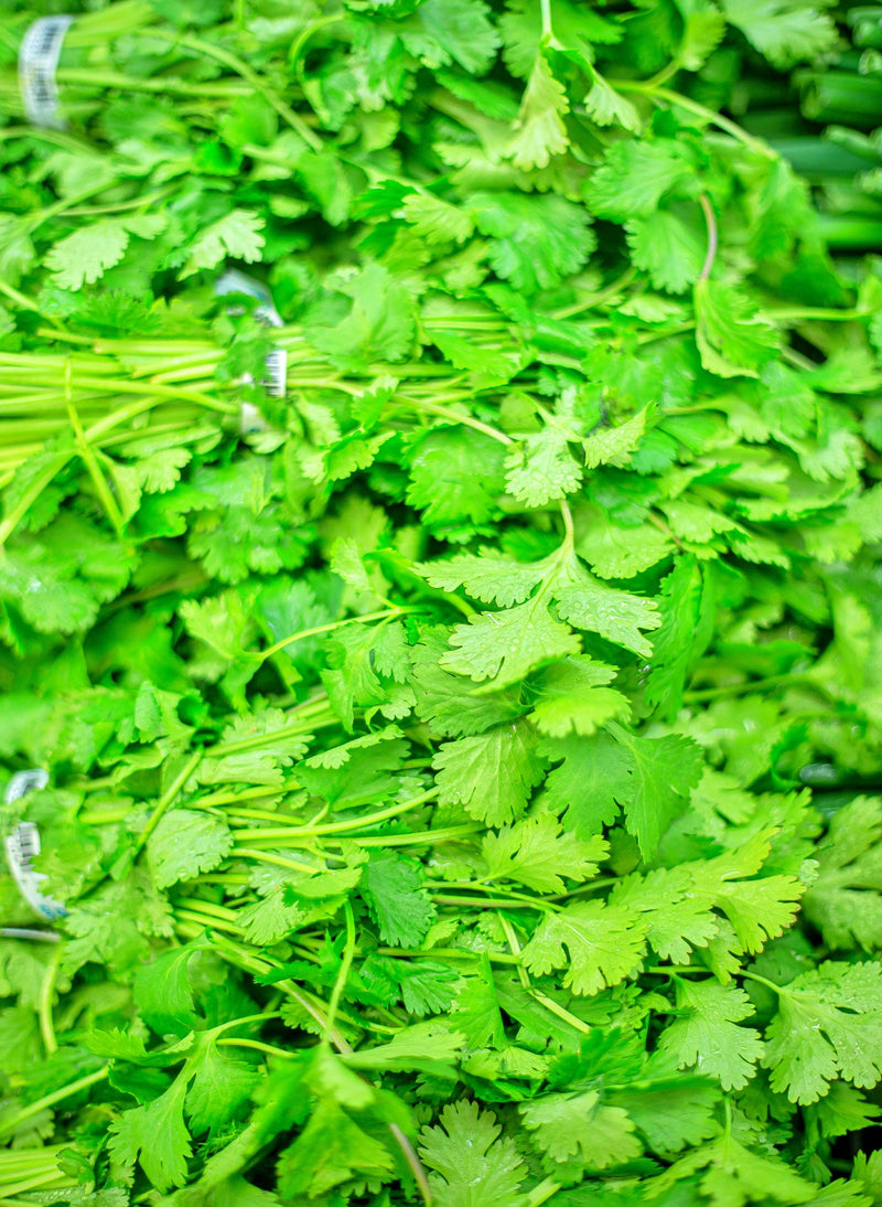 Cilantro (Coriander), Rak Tamachat - BoxGardenSeedsLLC - Culinary/Medicinal Herbs - Seeds - USA Seller, Thank you for shopping here today, Naturally Grown GMO Free Seeds, Heirloom Open Pollinated Seeds, Fresh Top Quality Premium Seeds, Fresh Heirloom Open Pollinated Seeds