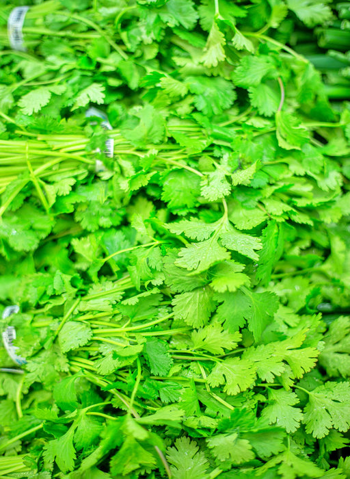 Cilantro (Coriander), Rak Tamachat, -- BoxGardenSeedsLLC -Culinary/Medicinal Herbs - Seeds