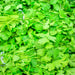 Cilantro (Coriander), Rak Tamachat, - BoxGardenSeedsLLC -Culinary/Medicinal Herbs - Seeds