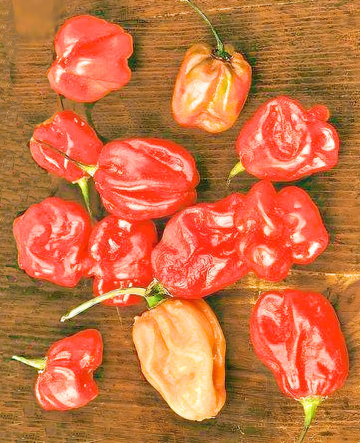 Sweet Red “Heat-less”, Habanero Pepper, -- BoxGardenSeedsLLC -Peppers,Eggplants - Seeds