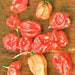 Sweet Red “Heat-less”, Habanero Pepper, - BoxGardenSeedsLLC -Peppers,Eggplants - Seeds