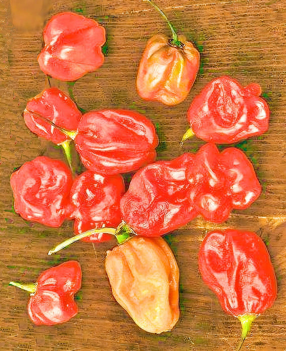 Sweet Red “Heat-less”, Habanero Pepper, -- BoxGardenSeedsLLC -Peppers,Eggplants - Seeds