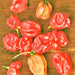 Sweet Red “Heat-less”, Habanero Pepper, - BoxGardenSeedsLLC -Peppers,Eggplants - Seeds