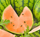 Tendersweet Orange, Watermelon, -- BoxGardenSeedsLLC -Melons, Cantaloupe - Seeds