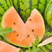 Tendersweet Orange, Watermelon, - BoxGardenSeedsLLC -Melons, Cantaloupe - Seeds