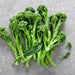 Di Cicco Sprouting, Broccoli, - BoxGardenSeedsLLC -Broccoli,Cauliflower - Seeds