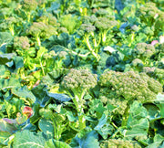 Di Cicco Sprouting, Broccoli - BoxGardenSeedsLLC - Broccoli,Cauliflower - Seeds - USA Seller, Thank you for shopping here today, Naturally Grown GMO Free Seeds, Heirloom Open Pollinated Seeds, Fresh Top Quality Premium Seeds