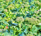 Di Cicco Sprouting, Broccoli, -- BoxGardenSeedsLLC -Broccoli,Cauliflower - Seeds