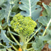 Di Cicco Sprouting, Broccoli, - BoxGardenSeedsLLC -Broccoli,Cauliflower - Seeds