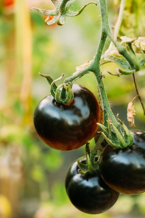 Black Beauty, Tomato, -- BoxGardenSeedsLLC -Tomatoes,Tomatillos - Seeds