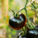 Black Beauty, Tomato, - BoxGardenSeedsLLC -Tomatoes,Tomatillos - Seeds