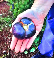 Black Beauty, Tomato - BoxGardenSeedsLLC - Tomatoes,Tomatillos - Seeds - 
