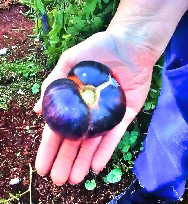 Black Beauty, Tomato, - BoxGardenSeedsLLC -Tomatoes,Tomatillos - Seeds