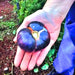 Black Beauty, Tomato, - BoxGardenSeedsLLC -Tomatoes,Tomatillos - Seeds