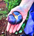 Black Beauty, Tomato, -- BoxGardenSeedsLLC -Tomatoes,Tomatillos - Seeds