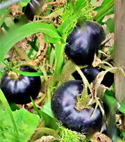 Black Beauty, Tomato - BoxGardenSeedsLLC - Tomatoes,Tomatillos - Seeds - 