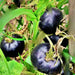 Black Beauty Tomato Seeds - BoxGardenSeedsLLC -Tomatoes,Tomatillos - Seeds