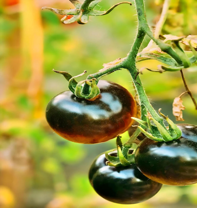 Black Beauty, Tomato, - BoxGardenSeedsLLC -Tomatoes,Tomatillos - Seeds