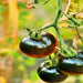 Black Beauty, Tomato, - BoxGardenSeedsLLC -Tomatoes,Tomatillos - Seeds