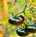 Black Beauty, Tomato, -- BoxGardenSeedsLLC -Tomatoes,Tomatillos - Seeds