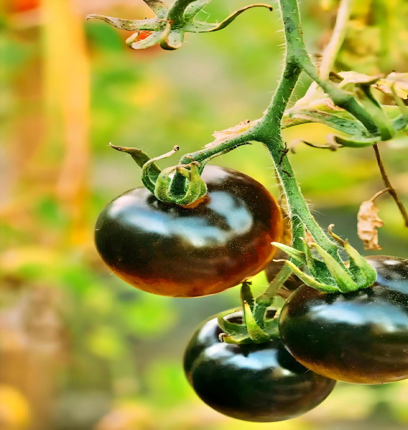 Black Beauty, Tomato - BoxGardenSeedsLLC - Tomatoes,Tomatillos - Seeds - 