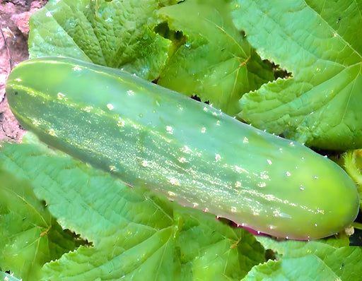 Straight Eight Cucumber -- BoxGardenSeedsLLC -Cucumbers - Seeds